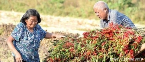  「心酸」心酸：七十多还在种地干活的农民有很多，农村养老到底