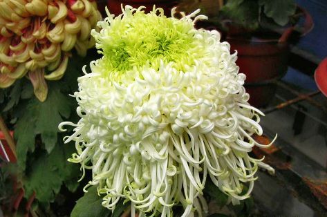  「泉乡水昌」喜欢菊花，不如养“菊中珍品”?泉乡水昌，似汩汩泉水，洁白如玉
