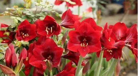  「小苍兰」这几种花，养护简单开花美，量大花期长，轻轻松松就能开爆盆