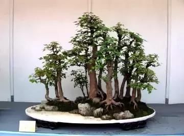 盆景展 ,美美美 !