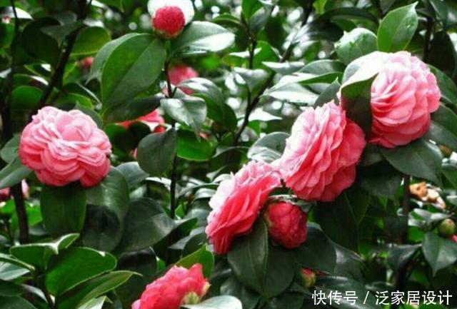 「珍品」怎样才能繁殖出漂亮的茶花珍品“十八学士”