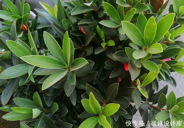 「品种」此花曾经是茶花中的珍贵品种,如今花市经常见到,养好了四季开花