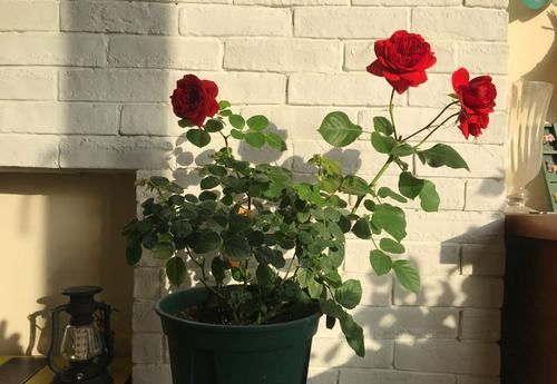  『三角梅』喜欢三角梅，不如养盆稀有的柠檬黄三角梅，金光灿灿，清新优雅