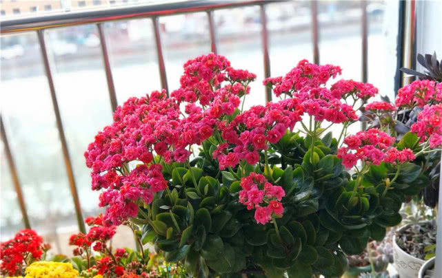 [代表]娇嫩的“花草”被养成“老树桩”是什么体验？6种多肉植物成代表