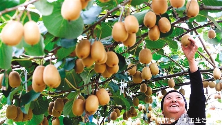  遭遇@水果中的贵族，遭遇“崇洋媚外”，果农：原产地现摘，咋没
