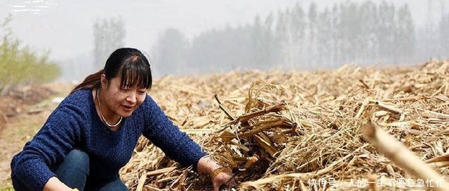 女博士为何放弃百万年薪到农村，只因发现牛粪比牛还值钱！