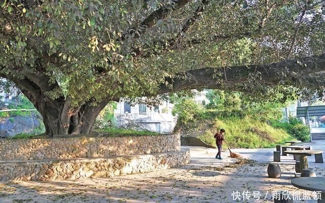 五树不入宅是什么意思?农村人为何不