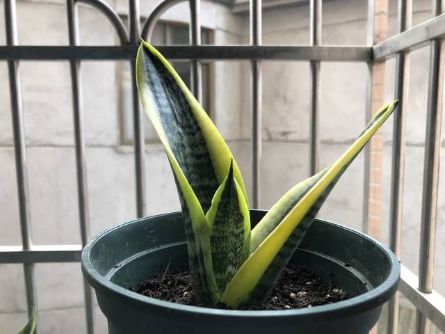  植物@家里养这些花的，最好别对它们“献殷勤”，不然分分钟“死给你看”