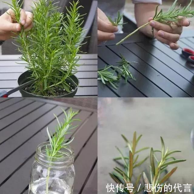 #适合#这些适合春天扦插的花草,捡个枝叶插土里,猛长一大盆!