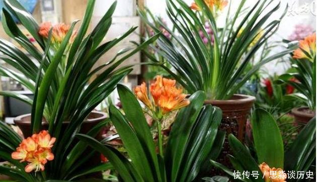 「阿司匹林」君子兰不开花教你这样浇水,君子兰健壮不烂根,开花爆盆不是梦