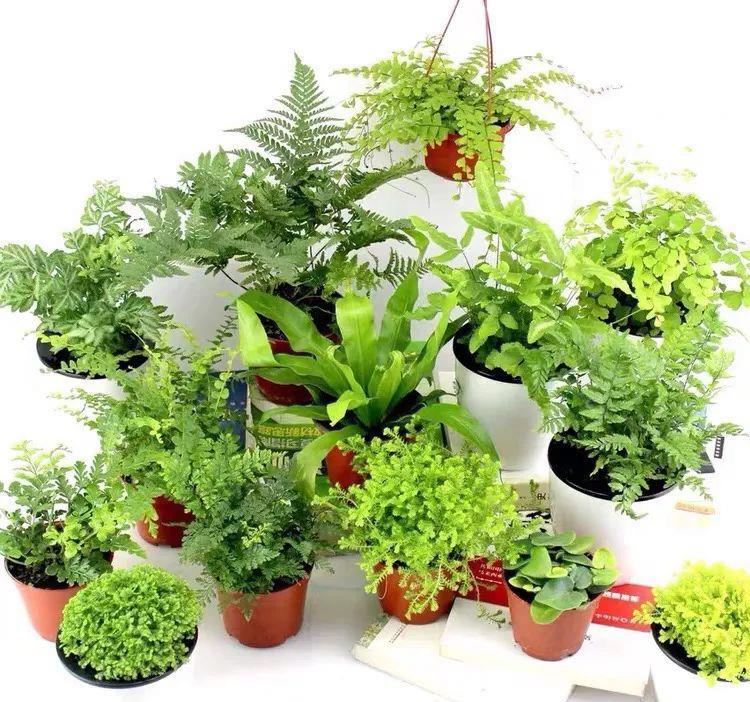  「喜欢疏松肥沃」八种不爱晒太阳的花，一晒就发蔫！