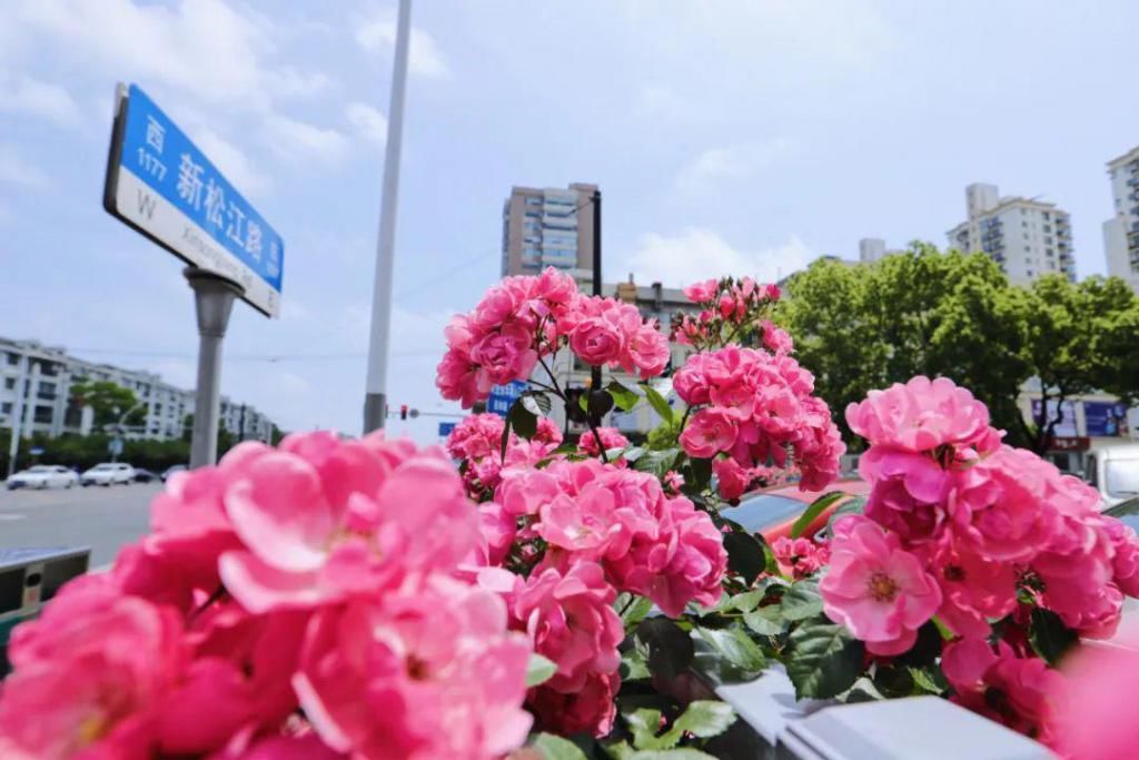  不少：惊艳！月季盛开，松江这条“花路”风景你错过了吗？