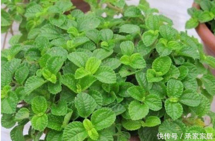  『快快』家养这些植物，阳台开出花海，一年四季可开花，快快养起来！