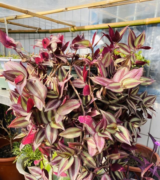  [窜成]18种花，挂窗台窜成绿窗帘，天热了遮阴真凉快！