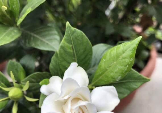  [花草]用废弃的篮子、饼干盒、空油壶，种花特别赞，一阳台都是花草！