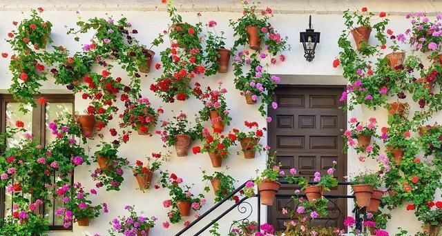 没有院子，就把花挂在墙上养，一眼看过去，像生活在童话世界里