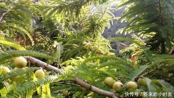 做成@路边的1种野果,人称“油金子”,味道酸甜,做成盆景价值高!