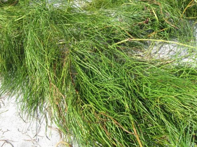  [人称]曾被农民当柴烧，但对风湿有奇效，人称舒筋草，15一斤成