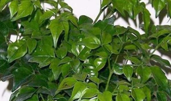  『植物』养护幸福树的方式不对，会导致植物烂根，烂根要怎样处理？