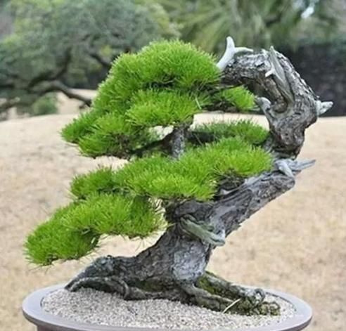  『做成』这“3种树”平凡不起眼，做成盆景贵气十足，养上3年，价格翻几倍