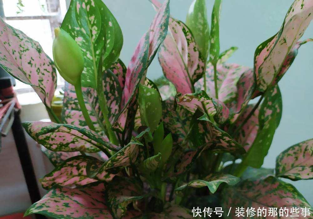 「藿香」花“中暑”咋整?喝瓶藿香正气水,分分钟支楞起来!
