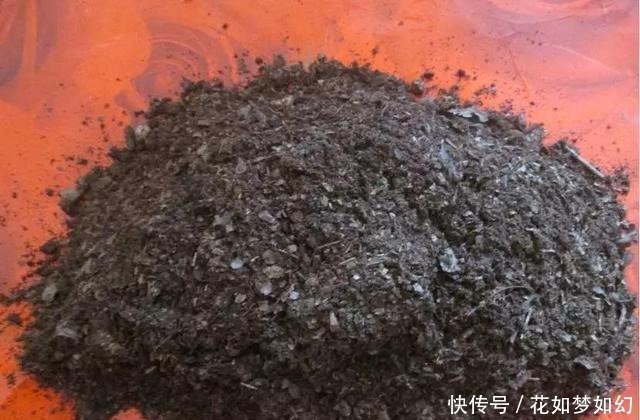 死贵死贵|死贵死贵的草莓,1个花盆就能种出来,比买的还好吃!