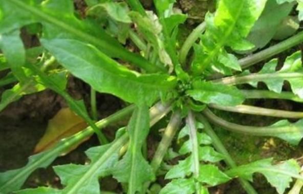 『蒲公英』女性常吃4种野菜,清热祛湿,美容养颜,还能护养子宫,好处多多
