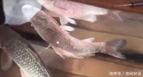  奇葩：红牛到底有多厉害？男子把金鱼放进去测试，还有更奇葩实验