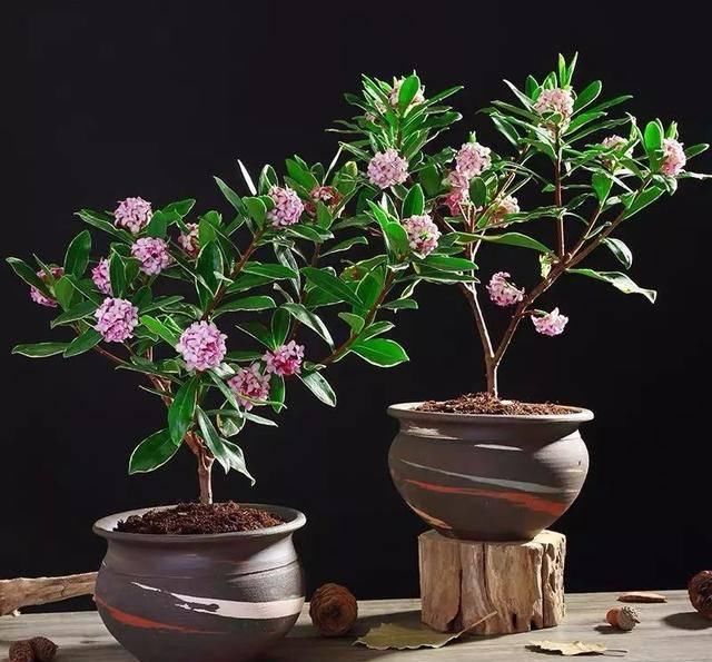  「排水良好」家里养这五种“香香花”，满堂生香，跟空气清新剂说拜拜