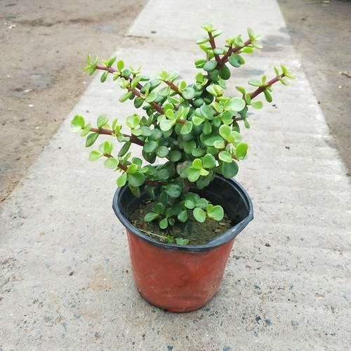  「植物」金枝玉叶养成老桩，根系粗壮价值高，不知道的还以为是马齿苋