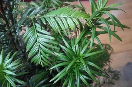  小苗子：红豆杉结果难？七八年的红豆杉，就是不结果子，其实它是分雌雄的