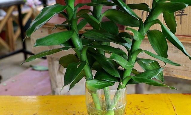  『特别』水培富贵竹,注意4点,绿油油特别茂盛,不黄叶根系壮,越长越旺