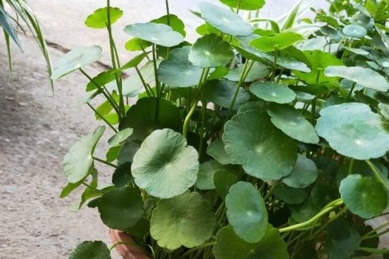  技巧|铜钱草如何养殖？简单几个“技巧”，阳台一片绿，邻居羡慕极了！