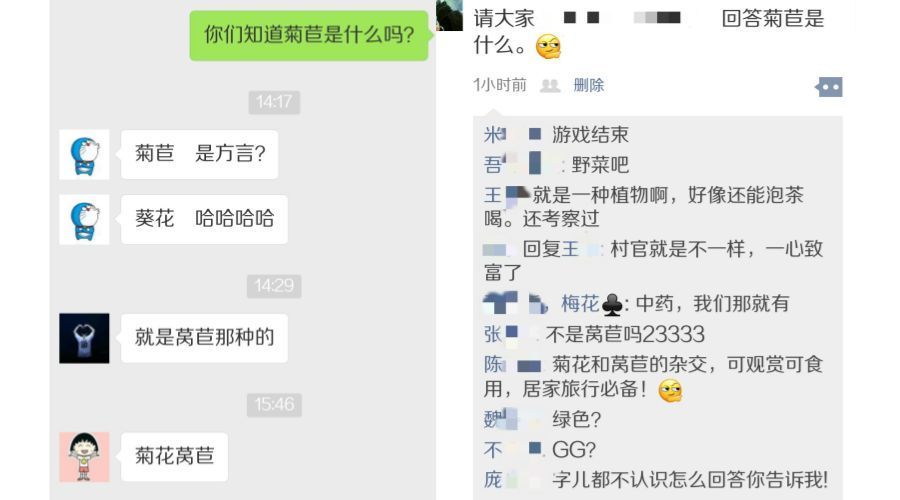  『菊苣』菊苣有这么多应用价值，总有一点是你想不到的