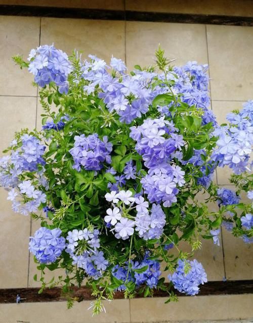  扦插■这些花趁现在“赶紧”扦插，生根快，俩月就开花，容易开成大花球