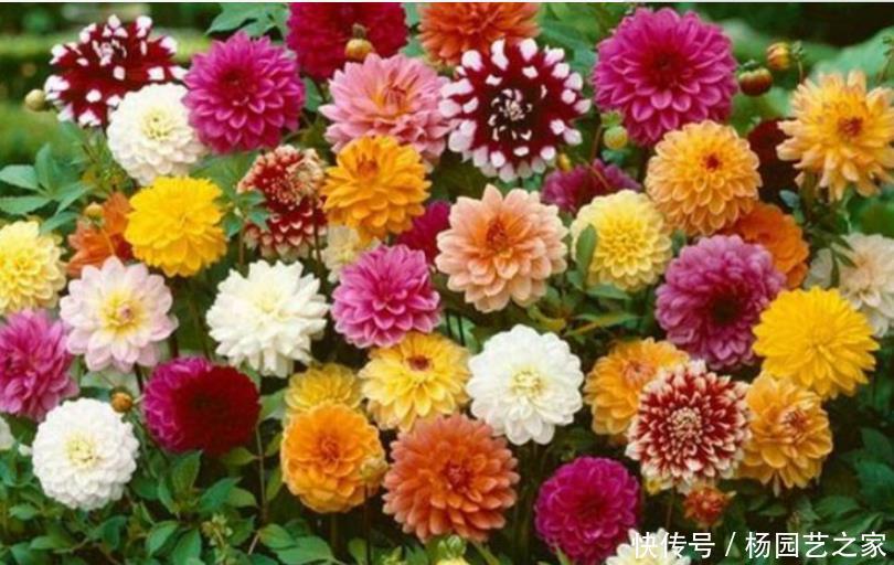  『疯长』阳台就养“3种花”，浇水就疯长，给点阳台就灿烂，阳台成花海！