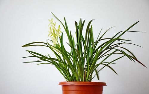  「植物」过年送老年人这几种植物，既好看又实用！