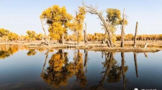 大美新疆，上眼胡杨