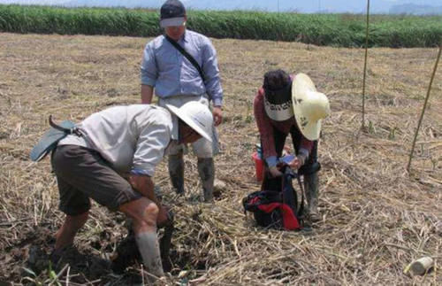 40年前中国引入一物种，如今胜过小龙虾，吃货也无能为力！