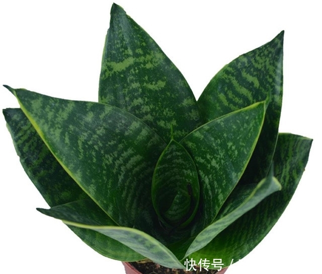 【温文尔雅】新手养花,适合养一盆“阳台精品”虎耳兰,温文尔雅,色彩丰富