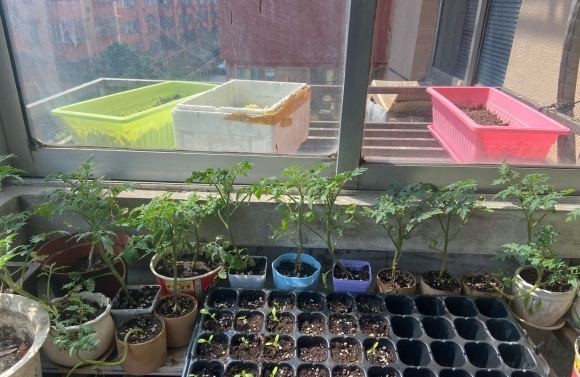 『阳台种菜』阳台千万别空着,撒点菜种子,自给自足,新鲜菜四季吃不完