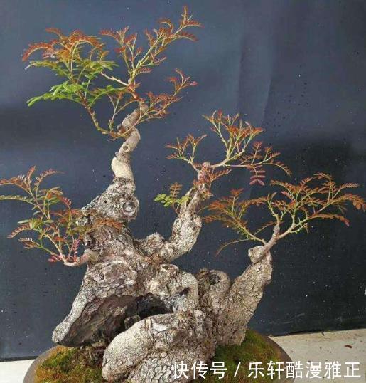  『喜欢』有异味的5种花，第一种我喜欢，有人却说超难闻