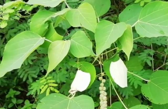  「叫法」农村路边常见的植物“白背叶”，如今药用价值高，就问