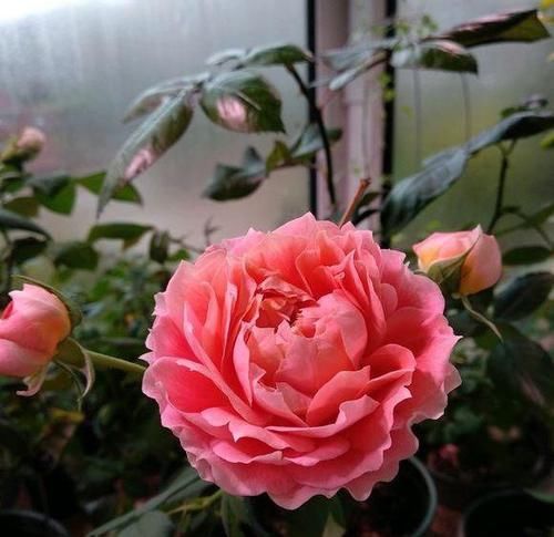  『适合』这款花，象征幸运和甜蜜，香艳脱俗仙气十足，特别适合阳台栽种！