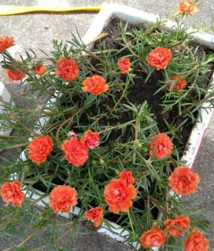  「观叶」哪些花卉绿植适合懒人养？在家栽种此4款，赏花观叶不犯愁