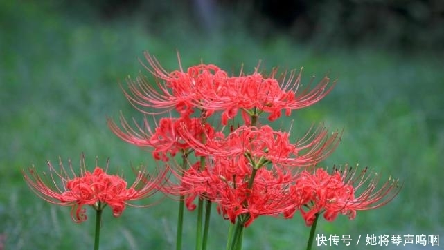  『传说』传说中的“彼岸花”、“断肠草”，在现实中，是否真实存在呢？