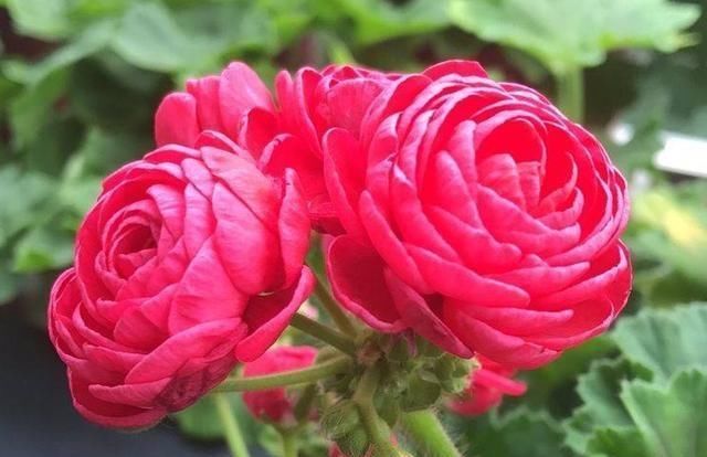  [室内]多年生的“万岁玫瑰”，花型似玫瑰，适合室内种，开花漂亮招人喜