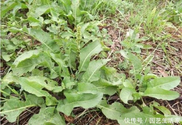 此草人称“吐血草”，农民割去喂猪，真可惜！却不知它能止血祛瘀