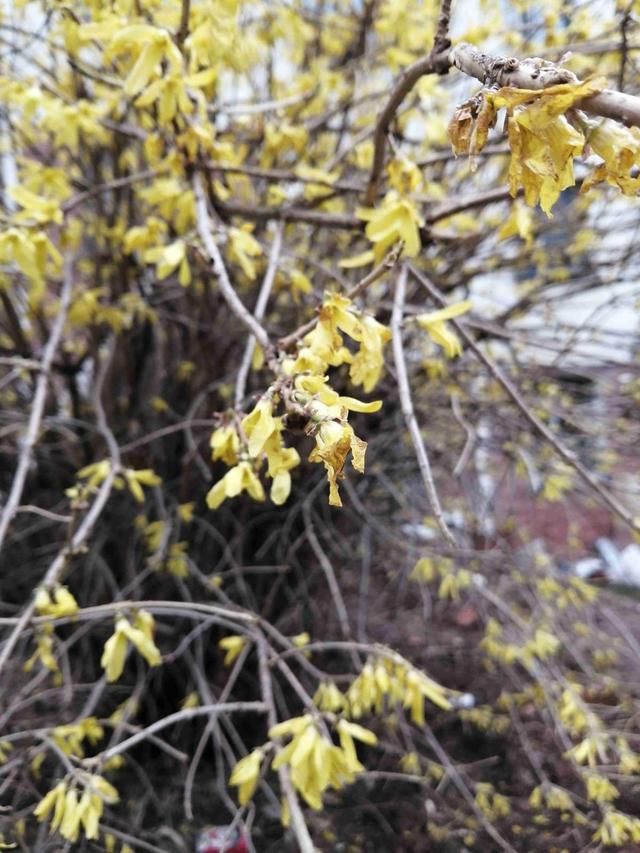  『想让它长』金钟花开花像个黄金钟，吉利祥和适合家养，而且养护很简单