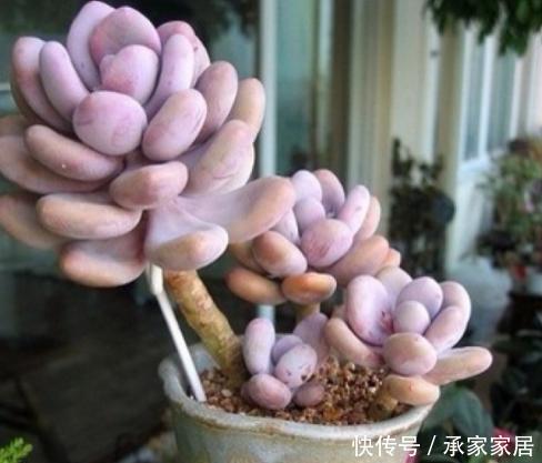 「潮湿」春天养多肉还在犯愁浇水问题?捏一捏它们,让你找准时机补水